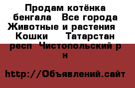 Продам котёнка бенгала - Все города Животные и растения » Кошки   . Татарстан респ.,Чистопольский р-н